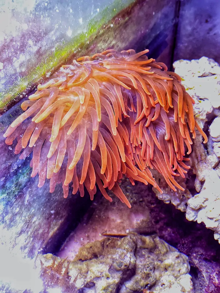 Entacmaea quadricolor (Red)