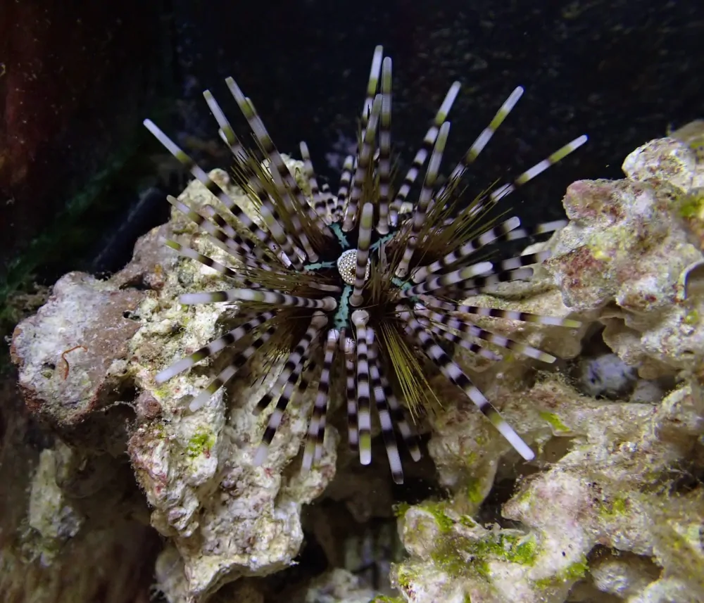 Echinothrix calamaris