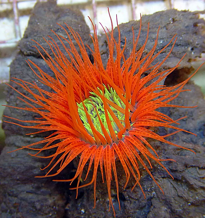 Pachycerianthus membranaceus orange