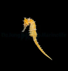 Hippocampus barbouri