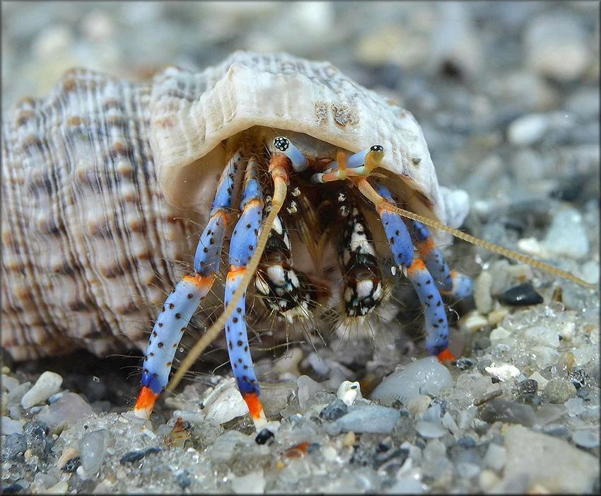 Clibanarius tricolor
