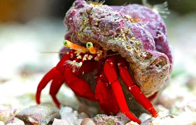 Paguristes cadenati (Caribbean)