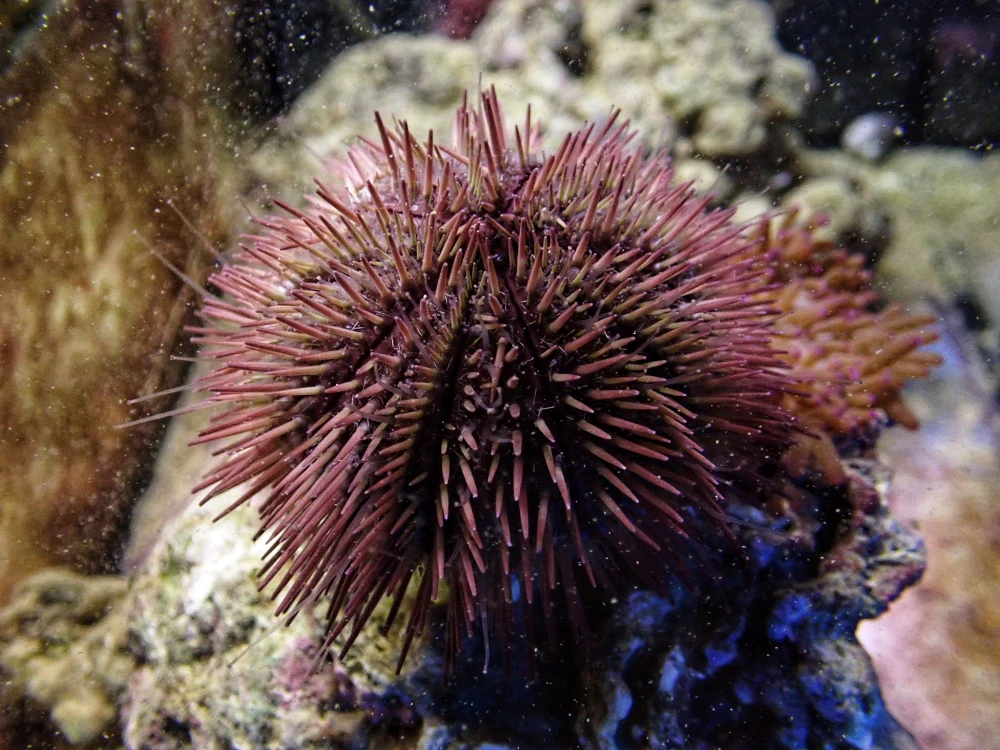 Pseudoboletia sp (Purple Short Spine Pincushion Urchin)
