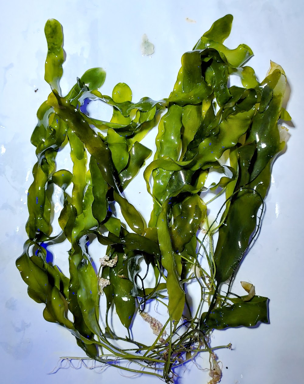 Caulerpa prolifera