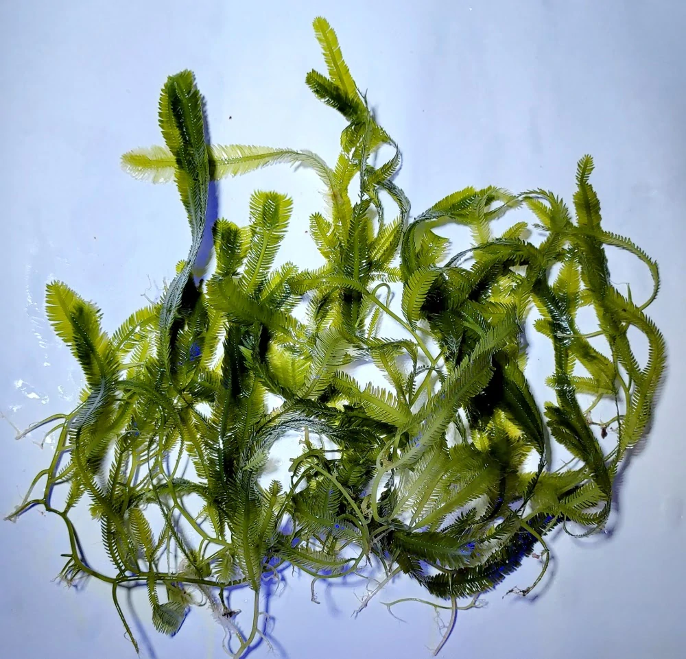Caulerpa taxifolia