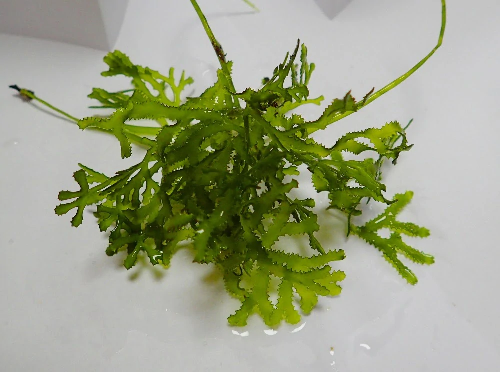 Caulerpa serrulata