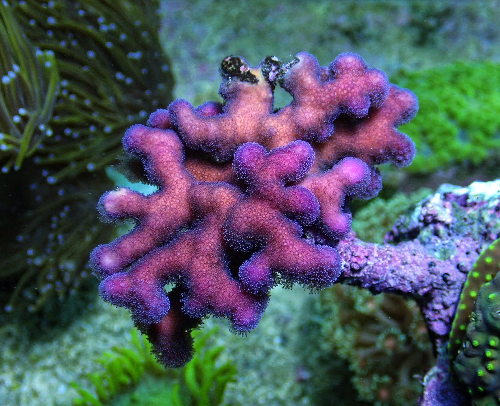 Stylophora pistillata Pink (frag 3cm)