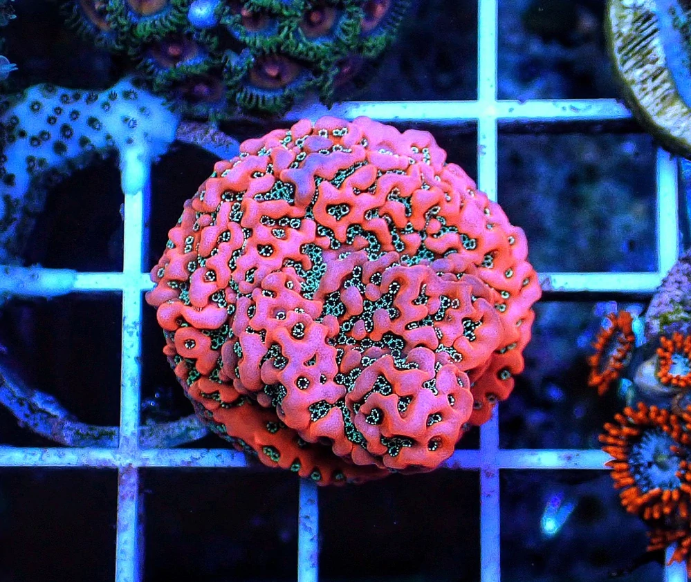 Montipora danae (Dragon fruit)