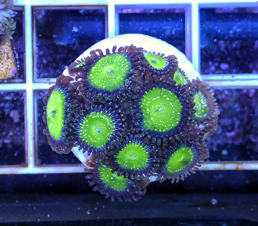 Zoanthus (Grammy apple)