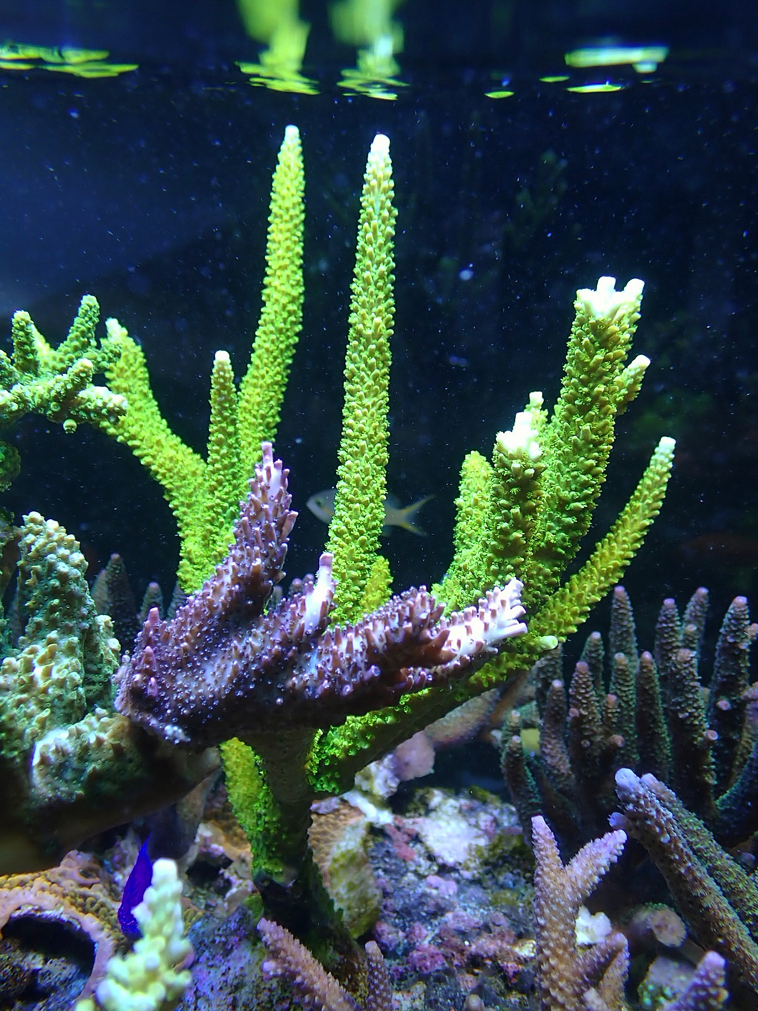 Acropora formosa (Toxic green) frag 6cm