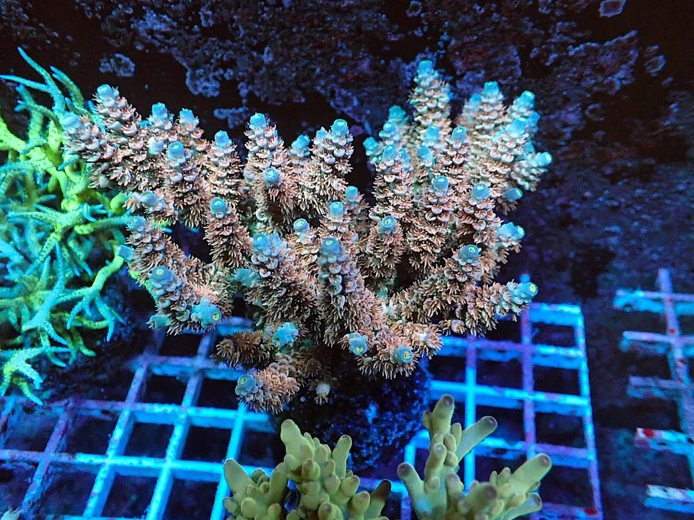 Acropora tenuis (frag 6cm)