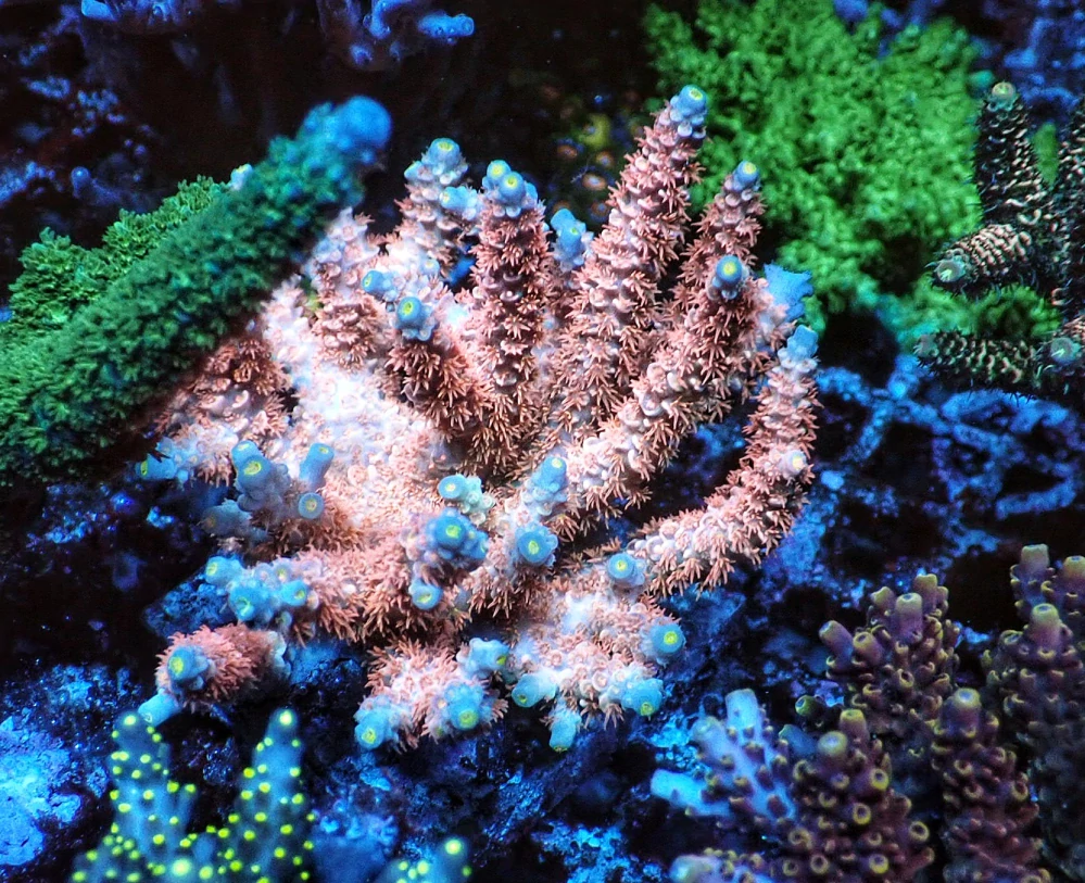 Acropora tenuis (frag 4cm)