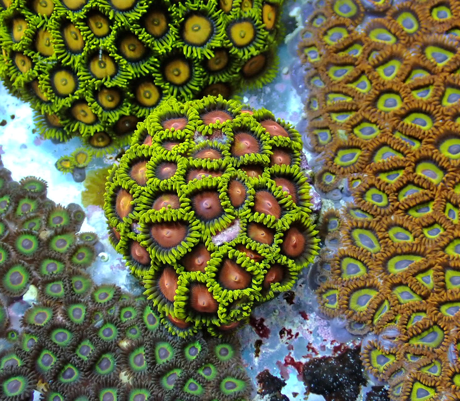Zoanthus 3.p (Dragon Eye)