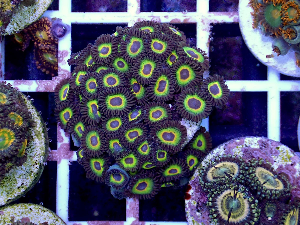 Zoanthus (Bob Marley)