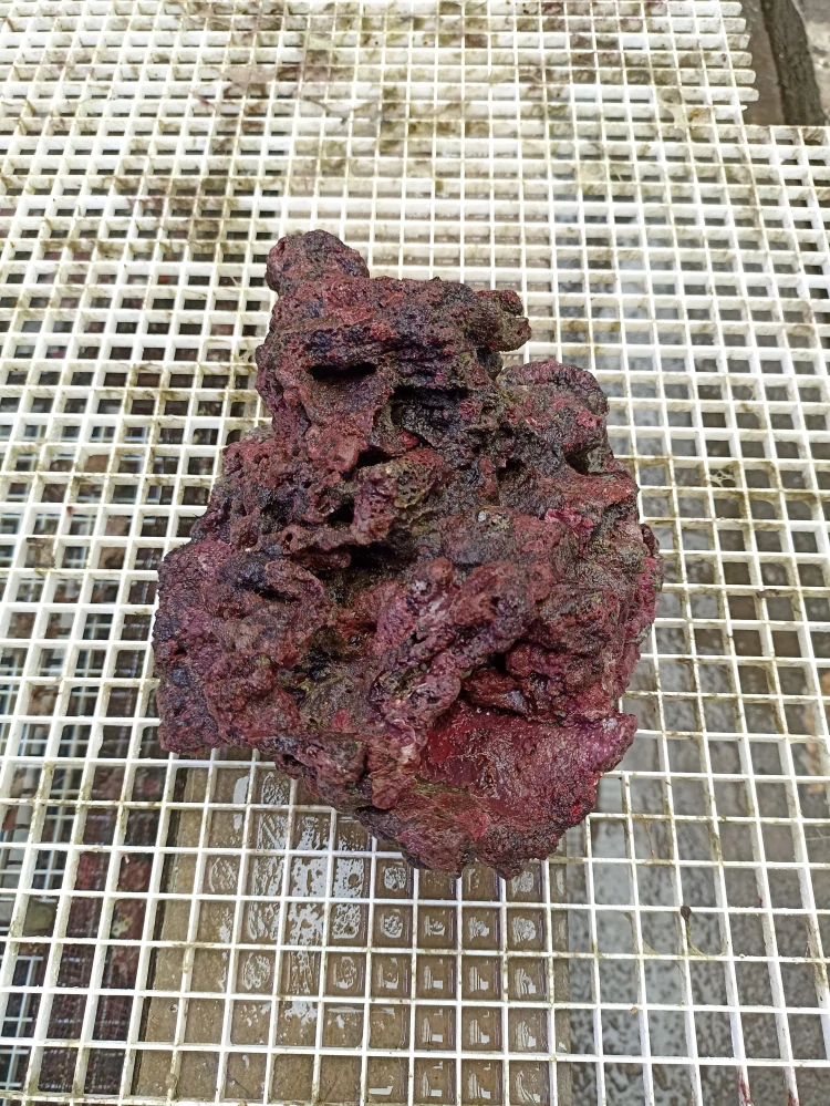 Živé kameny Bali 1kg