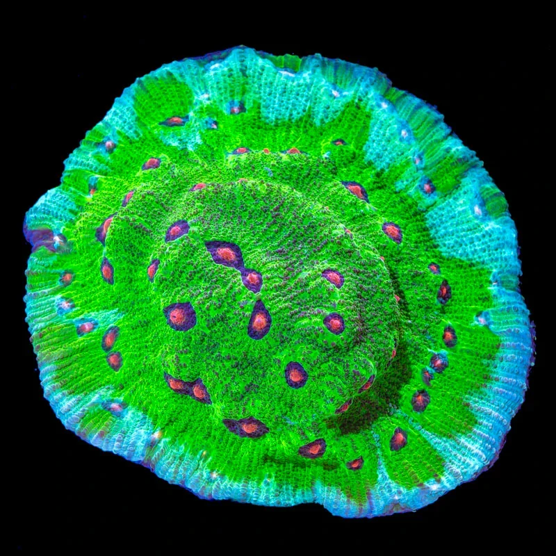 Mycedium (Avatar Chalice)Frag 4x4cm