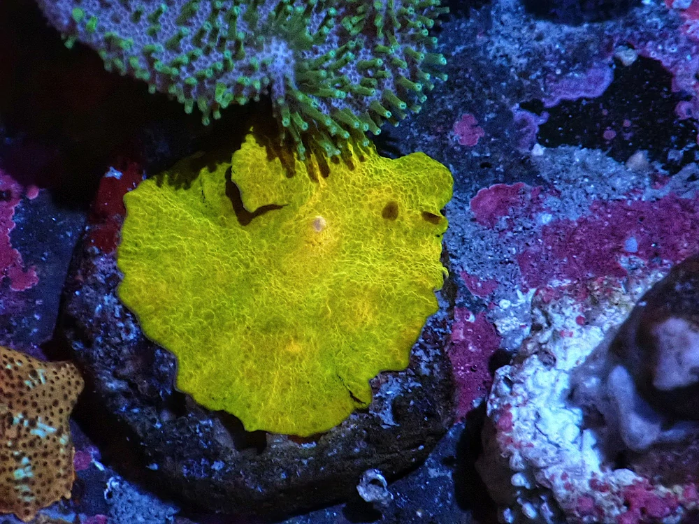 Discosoma jawbreaker (Ultra)
