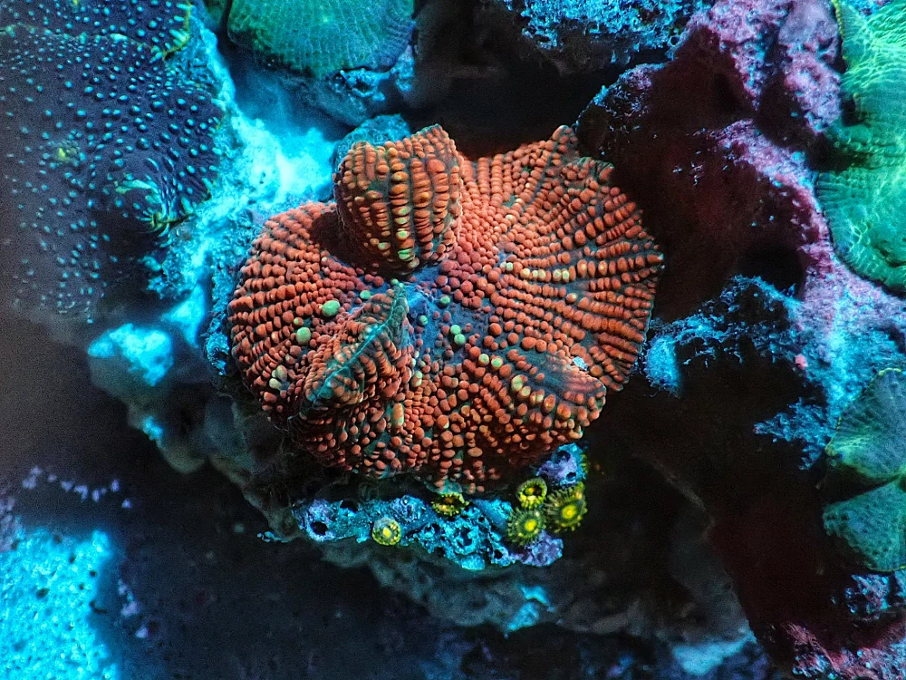 Discosoma ultrta (Red Devil)
