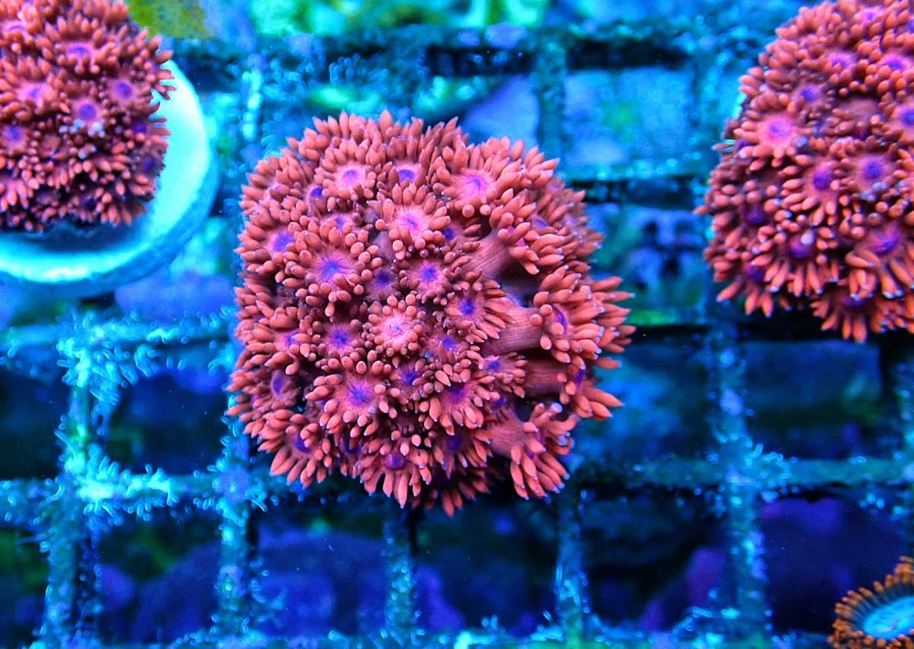Goniopora (Cherry Red)