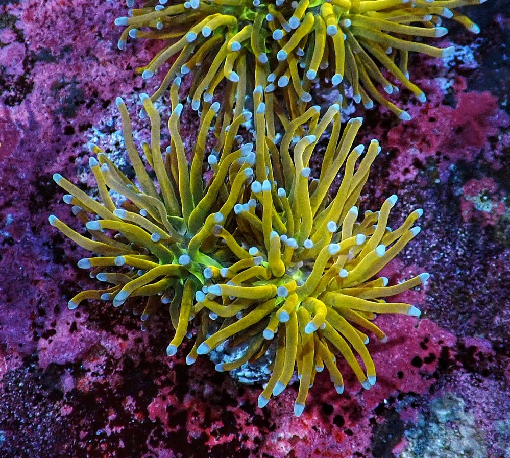 Euphyllia glabrescens ( rapunzel H.G 1hl.)