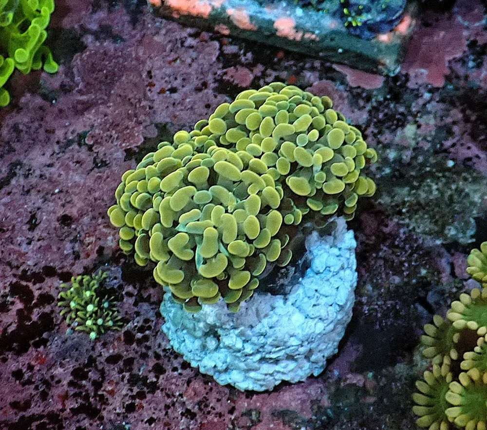 Euphyllia paraancora Gold - 2 hlavy