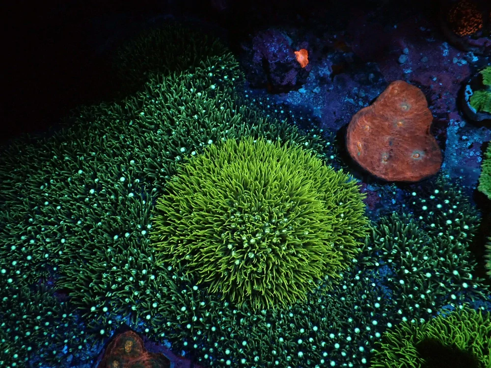 Barierum Yellow (frag 3x3cm)
