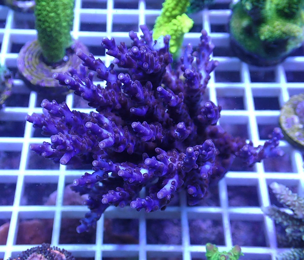Acropora valida Purple