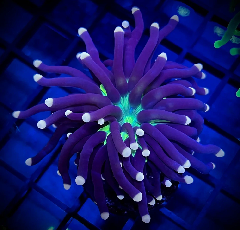 Euphyllia glabrescens (Joker) 2h.