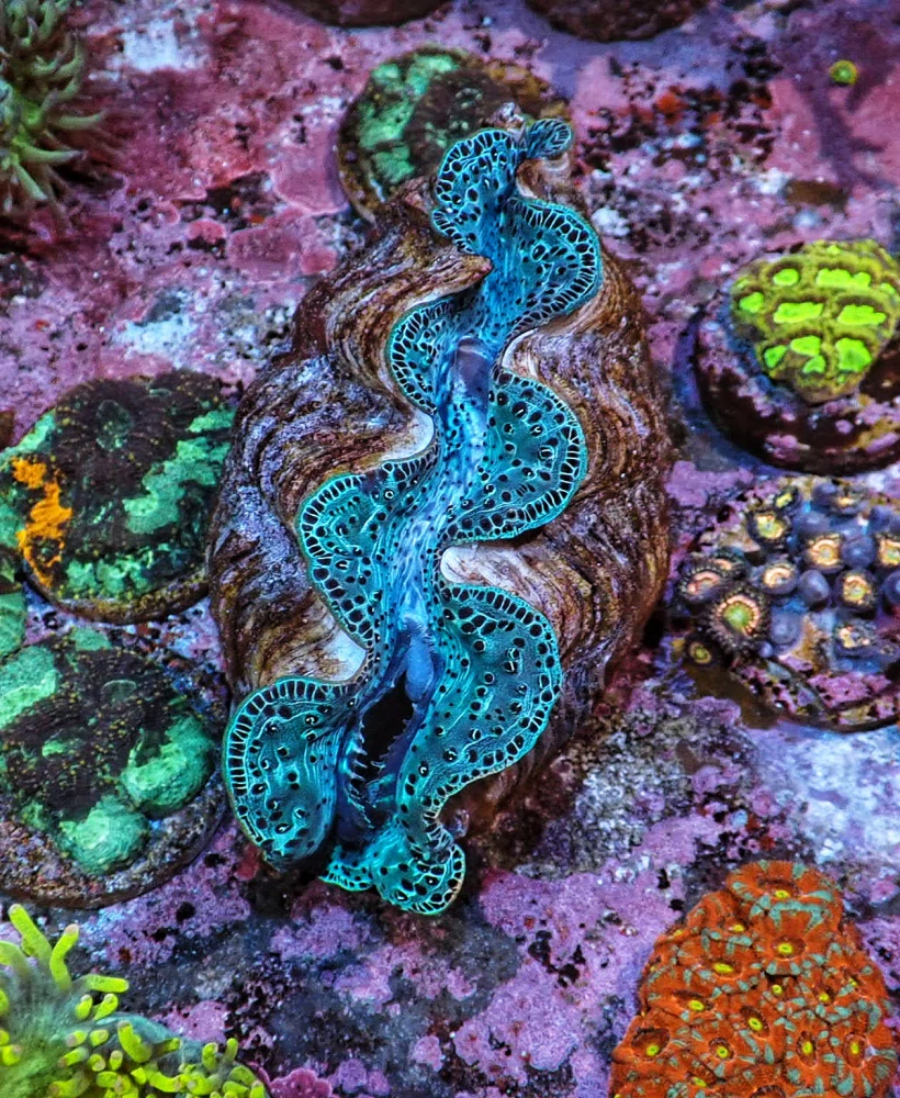 Tridacna maxima (16cm)