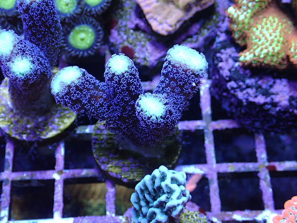 Stylophora pistillata
