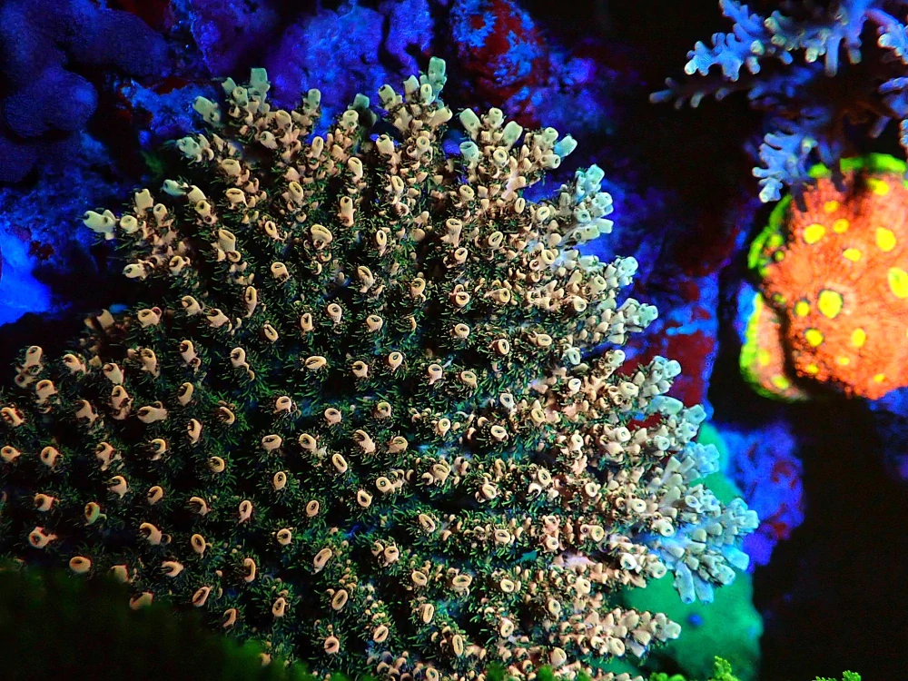 Acropora sp. (frag 4x4cm)