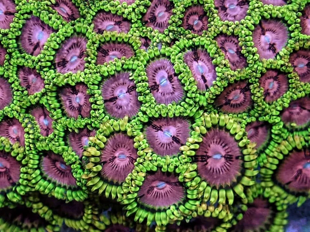 Zoa (Fake Lime Chili) 5p.