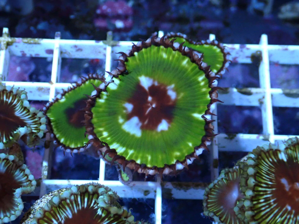 Zoanthus sp. Palythoa Grandis XL 2p 1