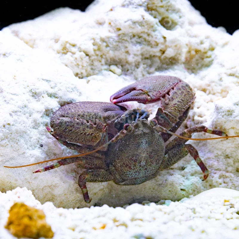 Petrolisthes sp.