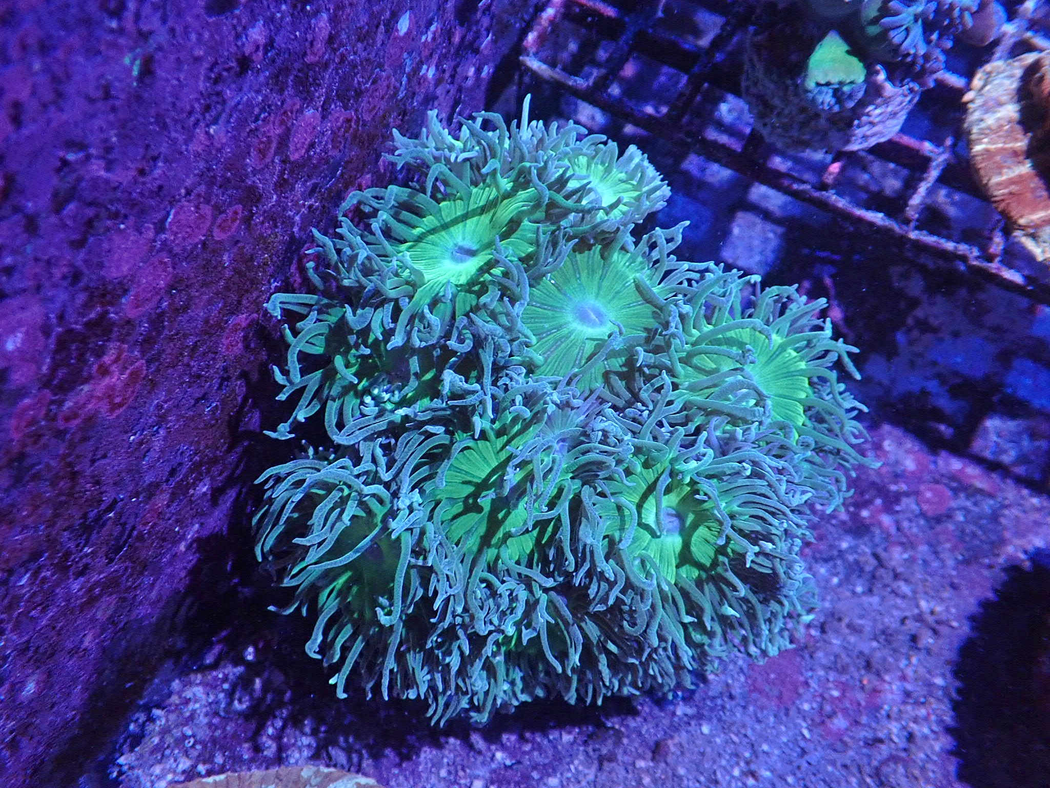 Duncanopsammia axifuga ( 2p.)
