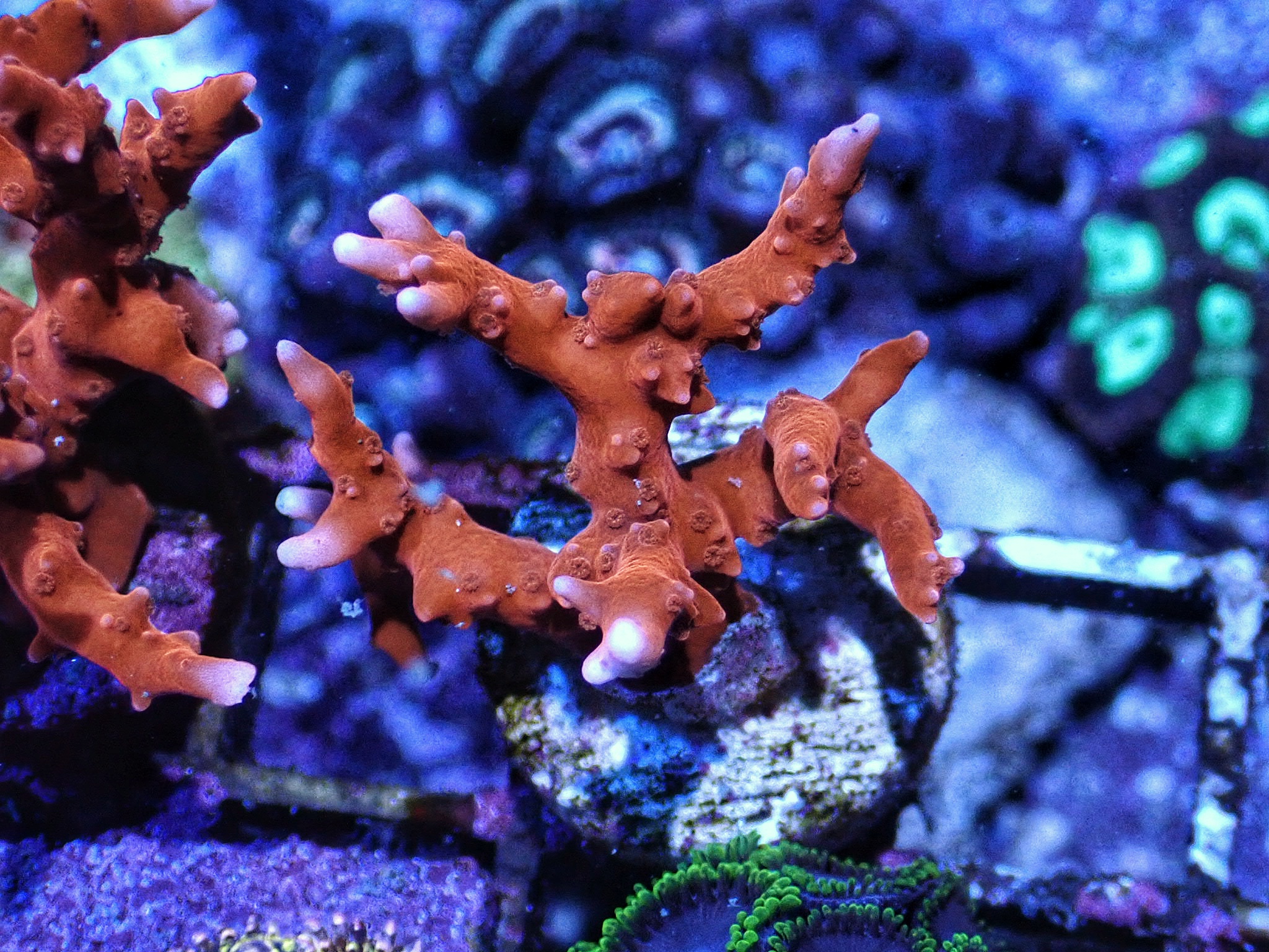 Anacropora forbesi "TNT " ( frag 4cm )