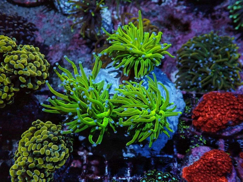 Euphyllia glabrescens ( Holy grail 1hl.)