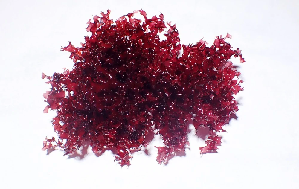 Graccilaria sp 02