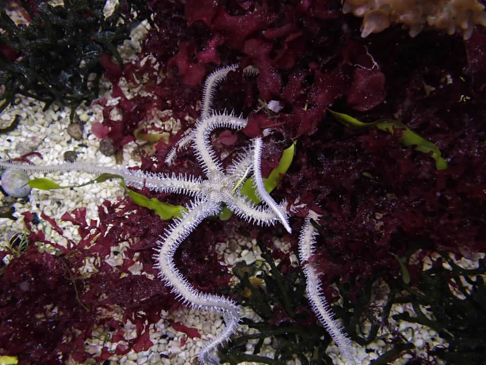 Ophiothrix fragilis