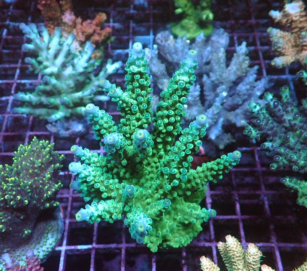 Acropora sp.