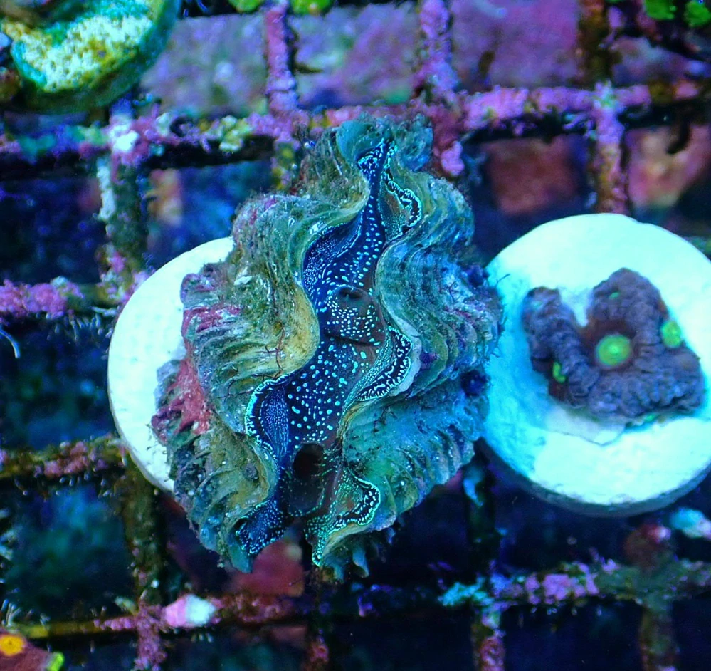 Tridacna crocea Blue (5cm)