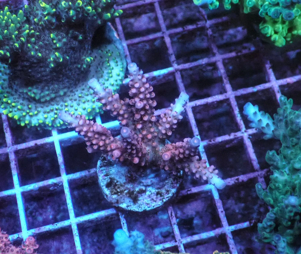 Acropora sp.