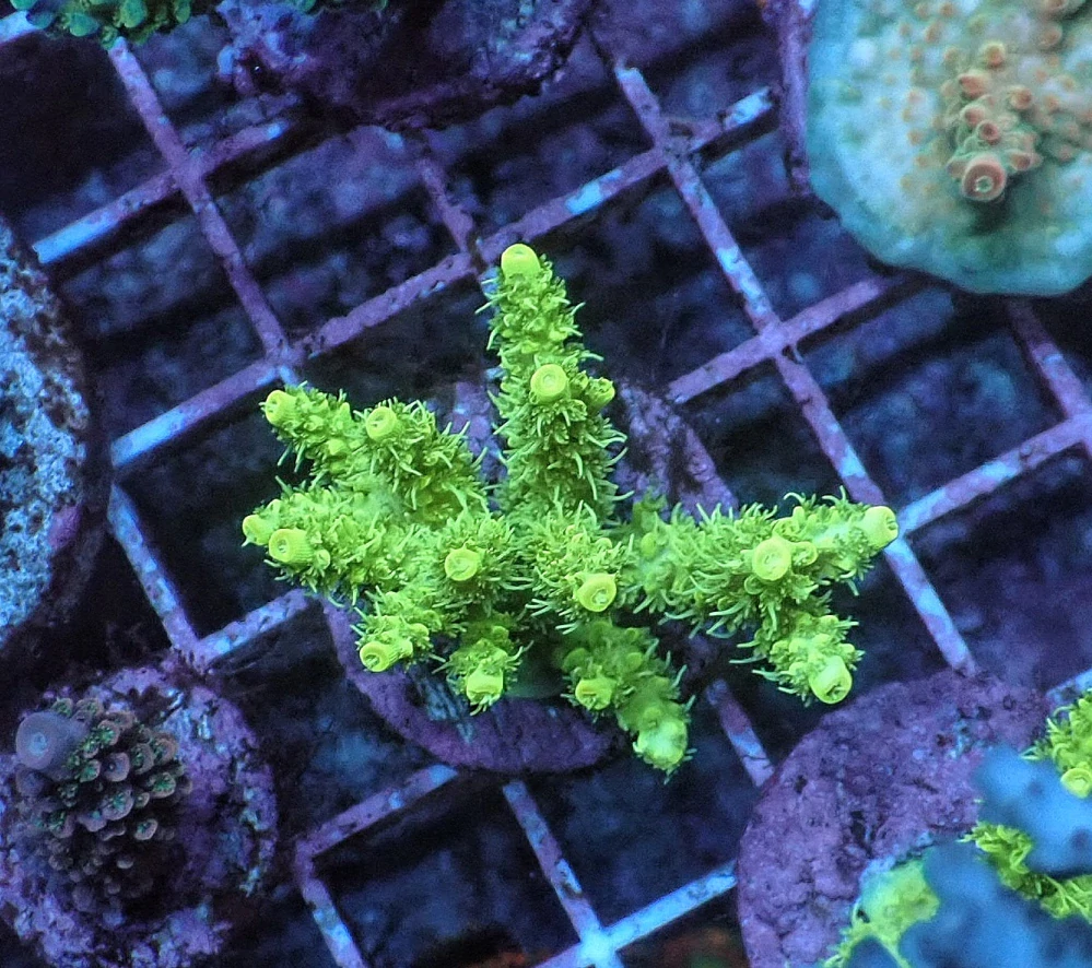 Acropora sp.