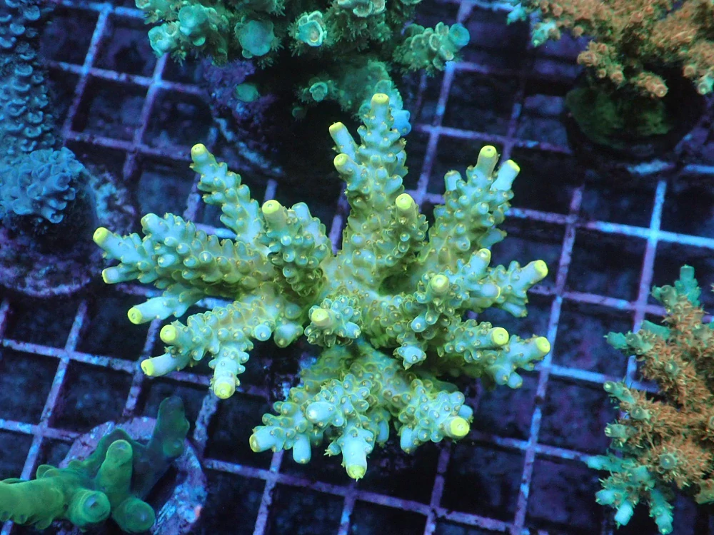 Acropora sp.