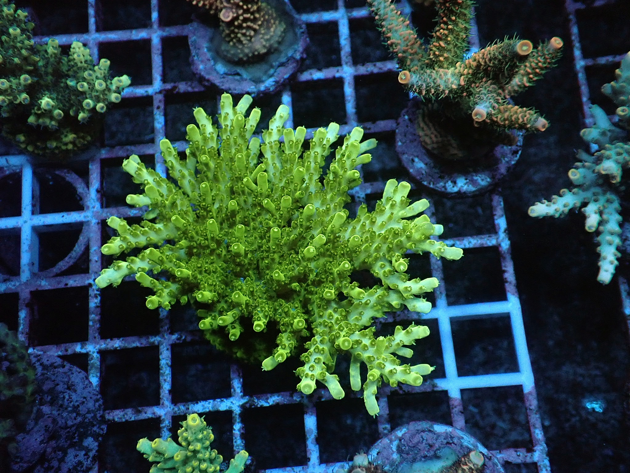 Acropora sp.