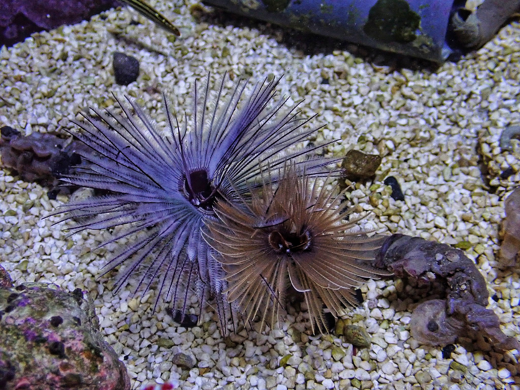 Sabellastarte sanctijosephi