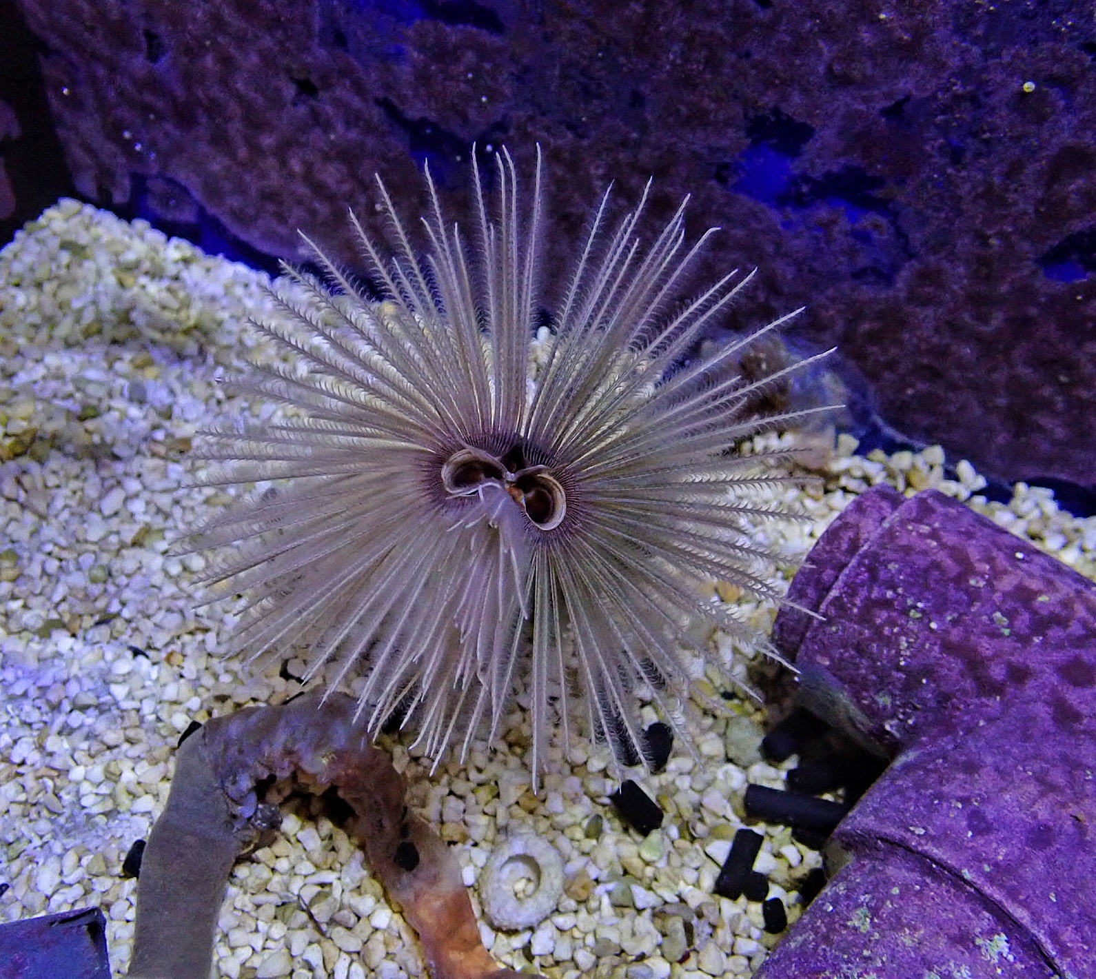 Sabellastarte sanctijosephi