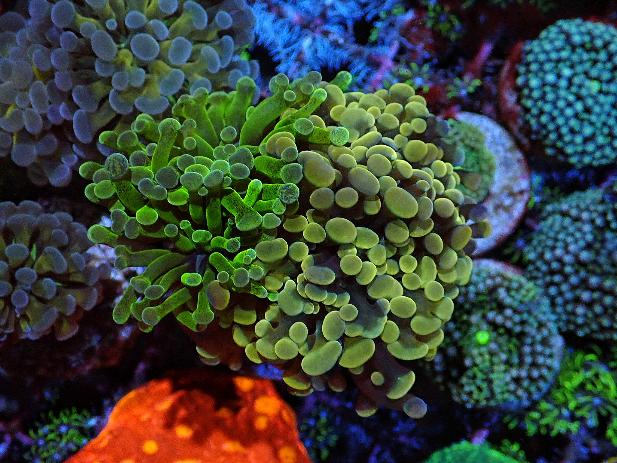 Euphyllia paraancora Mix Ultra