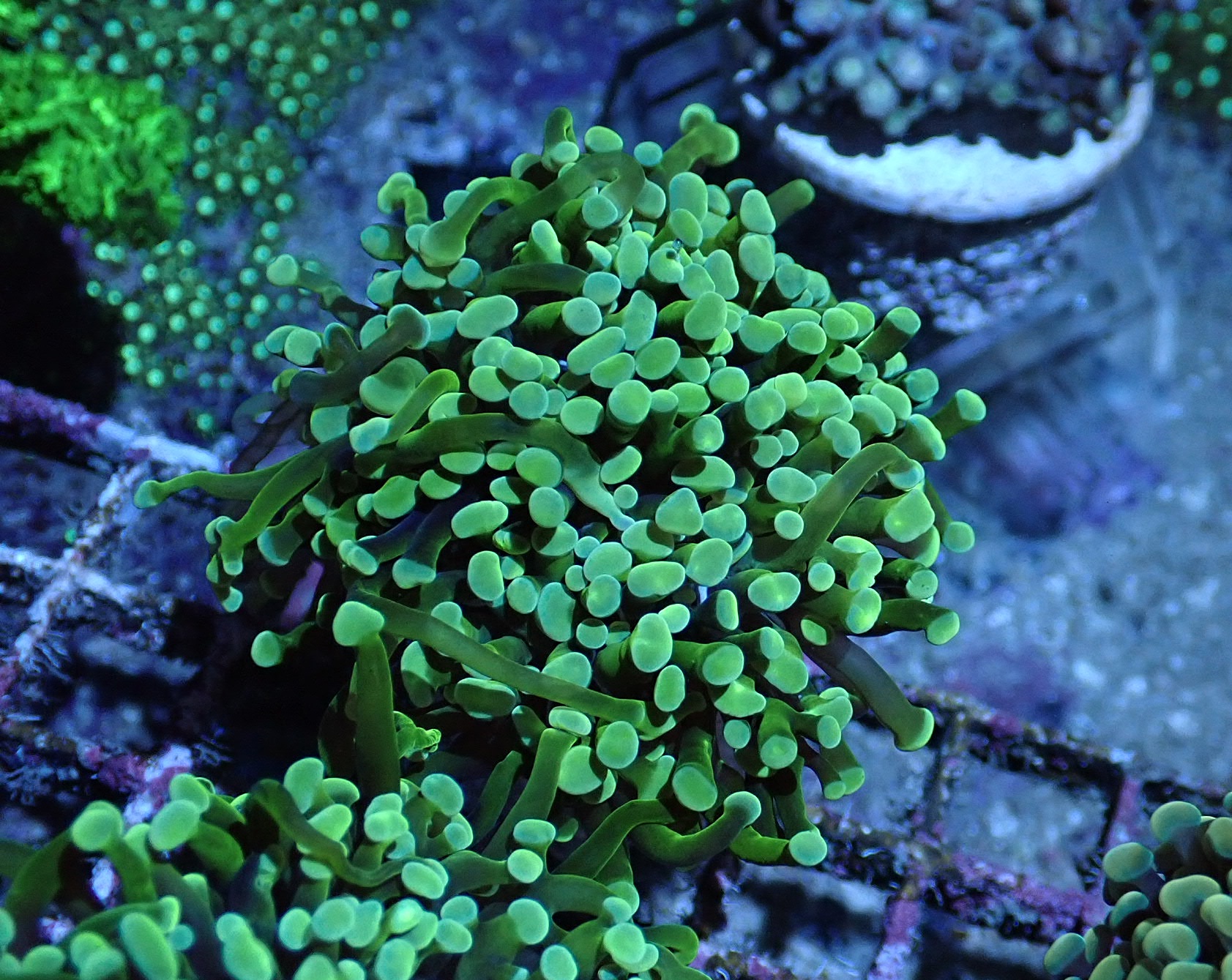 Euphyllia paraancora