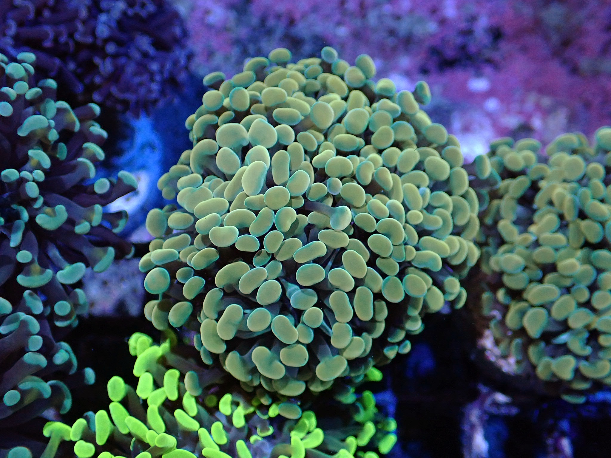 Euphyllia paraancora (Gold)